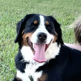 June - Bernese Mountain Dog