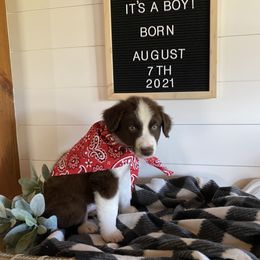 Australian Shepherd Puppies from Ozark Mountain Aussies