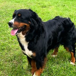 Belle - Bernese Mountain Dog