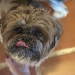 Faith - Shih Tzu puppy from Maison Petit Lion