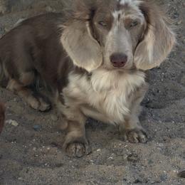 Moss (Neutered) - Dapple male Dachshund puppy in El Paso, Texas from IVK9's Dachshunds