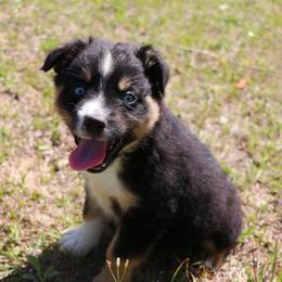 Miniature Australian Shepherd Puppies from AussiesRus