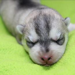 Lucky - Gray and white male Siberian Husky puppy in Le Sueur, Minnesota from Tevana Siberians LLC