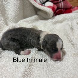 Marvin - Blue male Border Collie puppy in Chattanooga, Tennessee from Ross Vegas Kennels