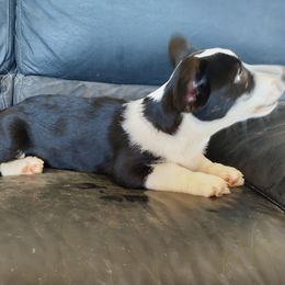 Boy 5 - Black and white male Cardigan Welsh Corgi puppy in Huntington Beach, California from Victory Crown