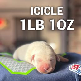 Icicle - Yellow female Labrador Retriever puppy in Puyallup, Washington from 12 Door Farm Labradors