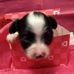 Boy 1 - White black and tan male Papillon puppy in Fremont, Michigan from Barque