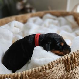 Black and rust female red - Black and rust female Doberman Pinscher puppy in Hamilton, Ohio from Little Dragon Dobermans