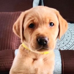 Labrador Retrievers from Loyd’s Labradors