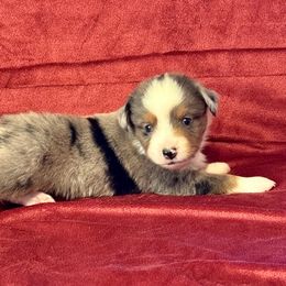 Miniature Australian Shepherd and Toy Australian Shepherd Puppies from Rockin J Lil Aussies
