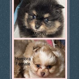 Pomeranian Puppies from Pomeranian Pups