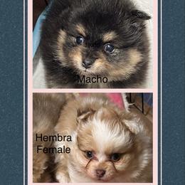 Pomeranian Puppies from Pomeranian Pups