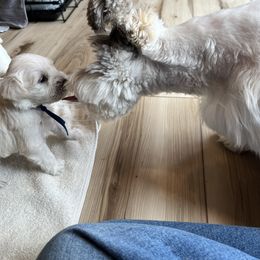 Miniature Schnauzer Puppies from Miles Family Schnauzers