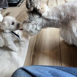Miniature Schnauzer Puppies from Miles Family Schnauzers