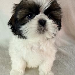 Raquel Welch - Gold and white female Shih Tzu puppy in Winston Salem, North Carolina from Little Miracles Shih Tzu