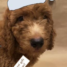 Goldendoodle Puppies from Dhalia’s Doodles
