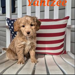 Yahtzee - Parchment female Labradoodle puppy in Sussex, Wisconsin from Dancing Doodles