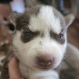 Siberian Huskies from Compton K9s