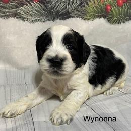 Wynonna - Black white and tan female Cockapoo puppy in Lebanon, Missouri from Cobbs Creek Canines