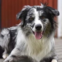 Australian Shepherds from Lor A Australian Shepherds