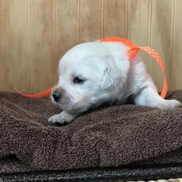 Mr Orange - Light golden male Golden Retriever puppy in Patterson, California from Trusted Valley Retrievers