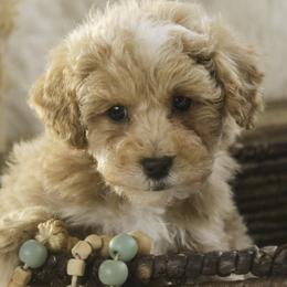Ramsey - Apricot male Poodle puppy in Etna Green, Indiana from Perfect Match Poodles