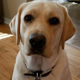 Labrador Retrievers from Triple Play Labradors