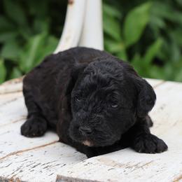 Polly - Black female Whoodle puppy in West Bend, Iowa from Blue Skies Terriers