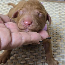 Penny - Red  female Goldendoodle puppy in Austin, Texas from Austin Doodles & Poodles