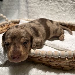 Dachshund Puppies from Victoria’s Dachshunds