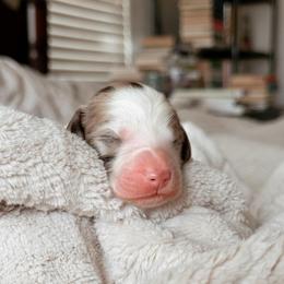 Appaloosa, Boy - Chocolate merle male Bernedoodle puppy in Maricopa, Arizona from Desert Ridge Doodles