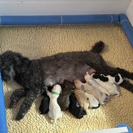 Poodle puppies from ShowME Miniature Poodles