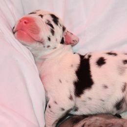 Great Dane Puppies from Gigantes de Cervantes