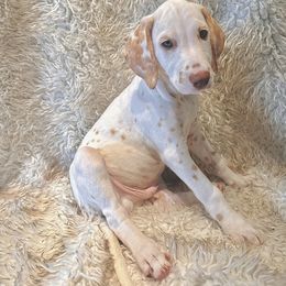 Dalmatian Puppies from City Dals