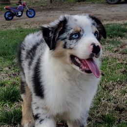 Miniature Australian Shepherd Puppies from Diamond D Mini Aussies