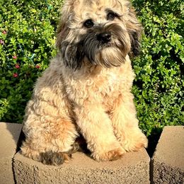 Gemini - Cockapoo