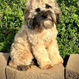 Gemini - Cockapoo