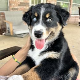Betsy - Black tri-color female Australian Shepherd puppy in Cypress, Texas from Cypress Aussies