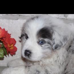 Australian Shepherd Puppies from Storm and Sage Australian Shepherds