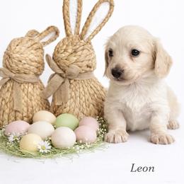 Leon - Cream male Dachshund puppy in Clever, Missouri from Autumn Breeze Dachshunds