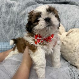 Shih Tzu Puppies from Bay Area Shih Tzu