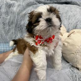 Shih Tzu Puppies from Bay Area Shih Tzu