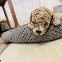 Brick - Apricot male Goldendoodle puppy in Piedmont, Oklahoma from Perdue Puppies