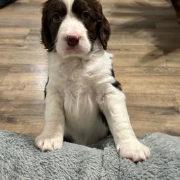 Miss Pink - Liver and white female English Springer Spaniel puppy in Pembroke Pines, Florida from Divine Spaniels ( Home of English Springers and English Cockers )