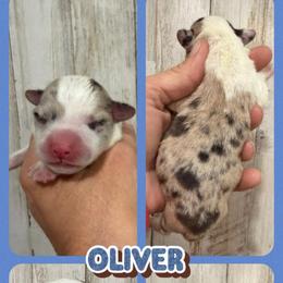 Oliver - Brindle merle and white male American Corgi puppy in Fort Worth, Texas from King of Hearts Kennels