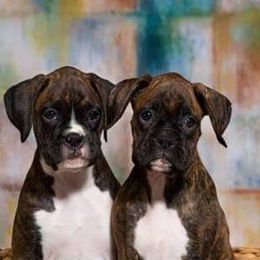 Boxers from Vista Run Boxers
