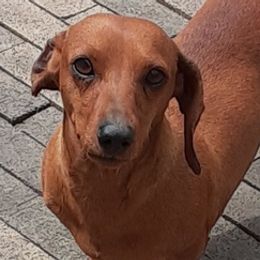 Dachshunds from Efferson's Little Weiners