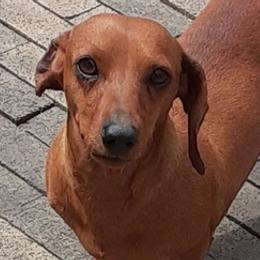 Dachshunds from Efferson's Little Weiners