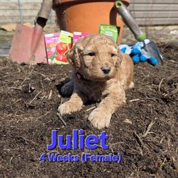 Juliet - Cream female Labradoodle puppy in Genoa City, Wisconsin from Sakura Pups
