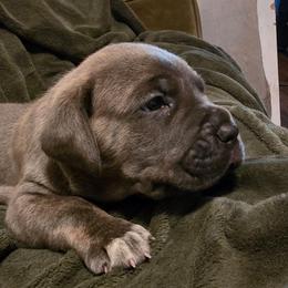 Orange collar - Chestnut brindle male Cane Corso puppy in Springfield, Oregon from PNW Cane Corsos